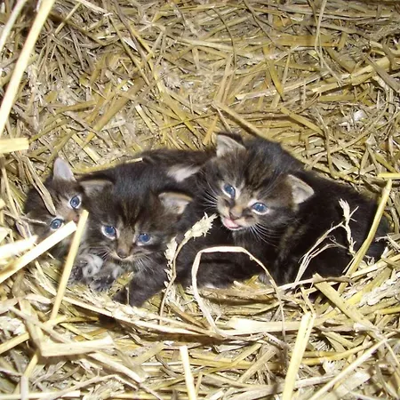 Mittag * Altfunnixsiel